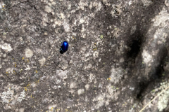 Lustig blaue Käfer gabs zuhauf