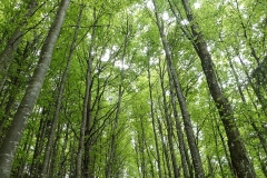 Frischer Buchenwald am Rüttelhorn