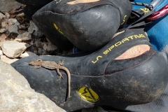 Die klettert auch ohne Schuhe prima.