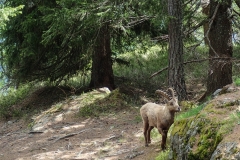 Zum Abschluss grüßt der Steinbock