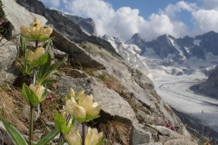 Tüpfelenzian. Nur eine Sorte einer unglaublich reichen Flora vor Ort.