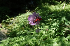 Fauna und Flora vereint