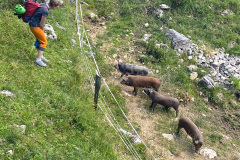 und die Stiealm hat so lustige Schweinderl!