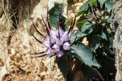 Am dritten Stand die Schopfige Rapunzel