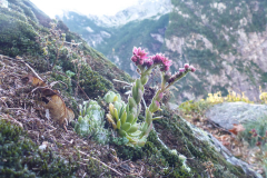 Im Zustieg Augen auf wo man hintritt. Der ist übrigens im Gegenteil zur Kundalini gut zu finden: den Weg rauf bis zum Bachbett. Dort Einstieg, der erste Stand ist sichtbar (Schlingen)