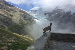 Tatsächlich kommen abends Steinböcke und schlecken an der Hütte herum...