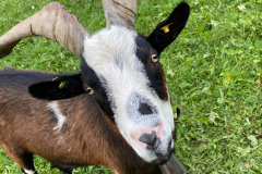 In Einödsbach die Räder abgestellt, Wasserflasche am Brunne aufgefüllt und dem Geisbock Hallo gesagt